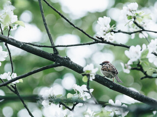 六年级上册第六单元英语42页的公告栏怎么读