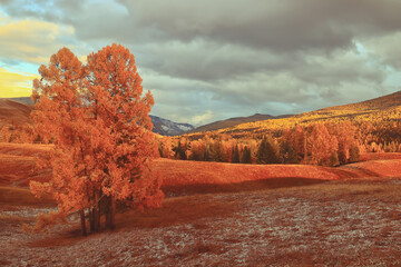 六年级上册第六单元英语42页的公告栏怎么读